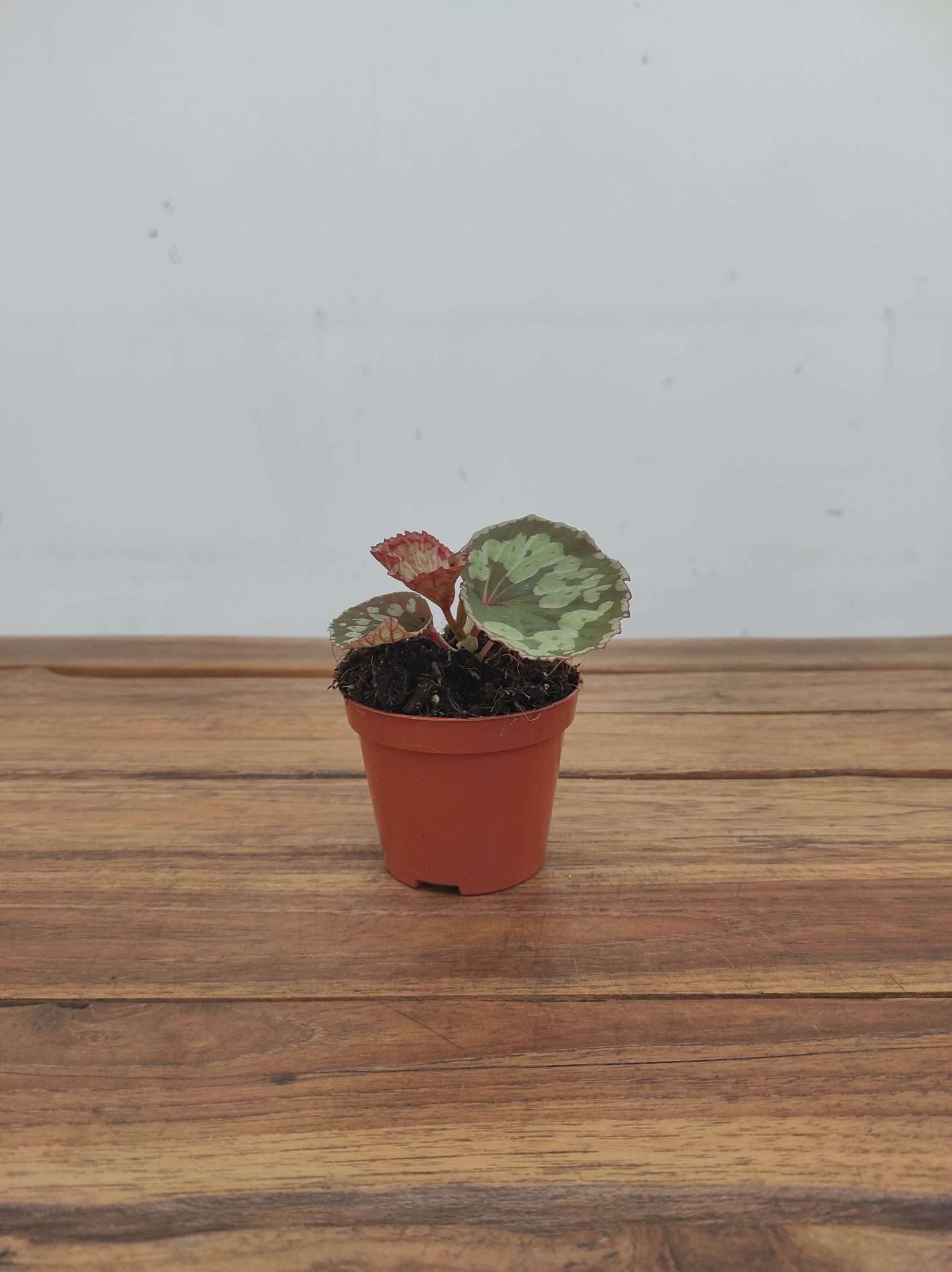 Begonia Umbrella 'Hybrid' - Image 2
