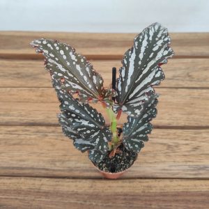 Begonia Wings Ruby