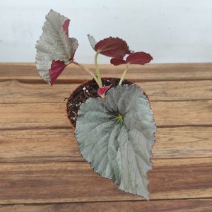 Begonia Grey Earl - V.14