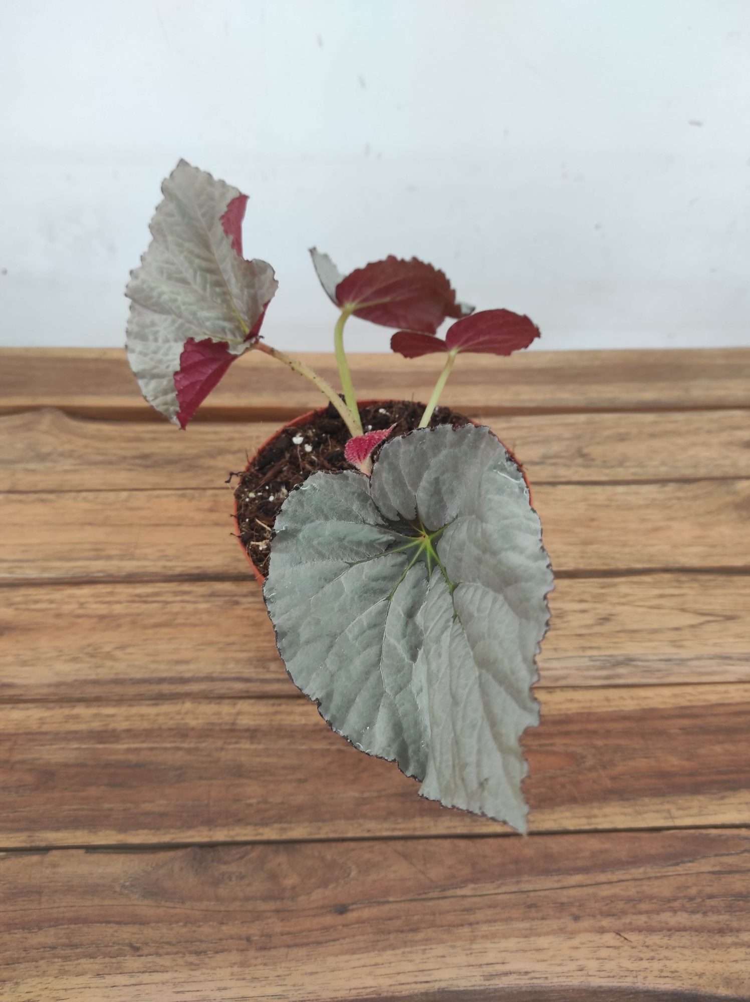 Begonia Grey Earl - V.14