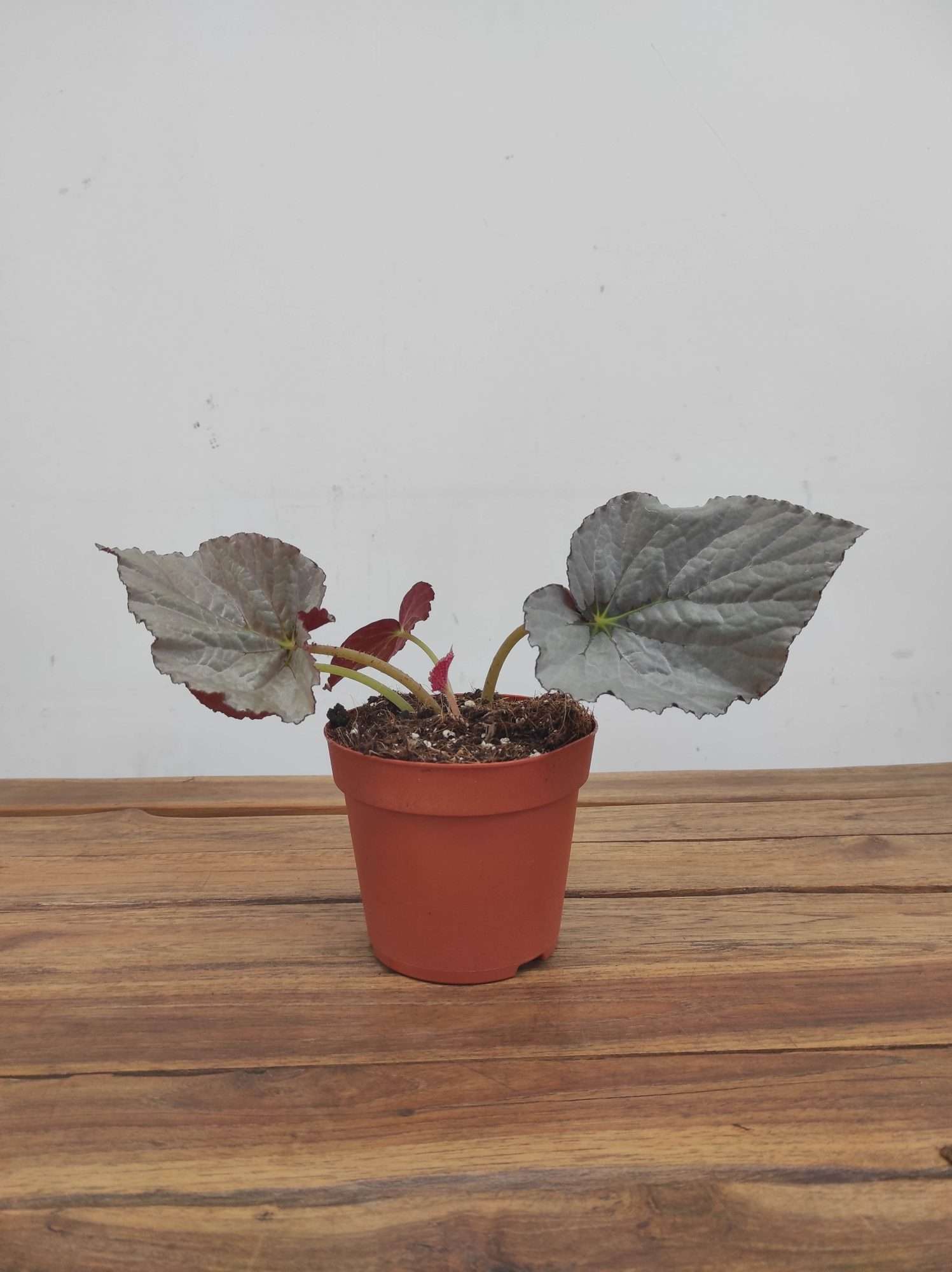 Begonia Grey Earl - V.14 - Image 2