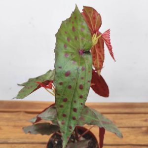 Begonia Amphioxus X Malachostica