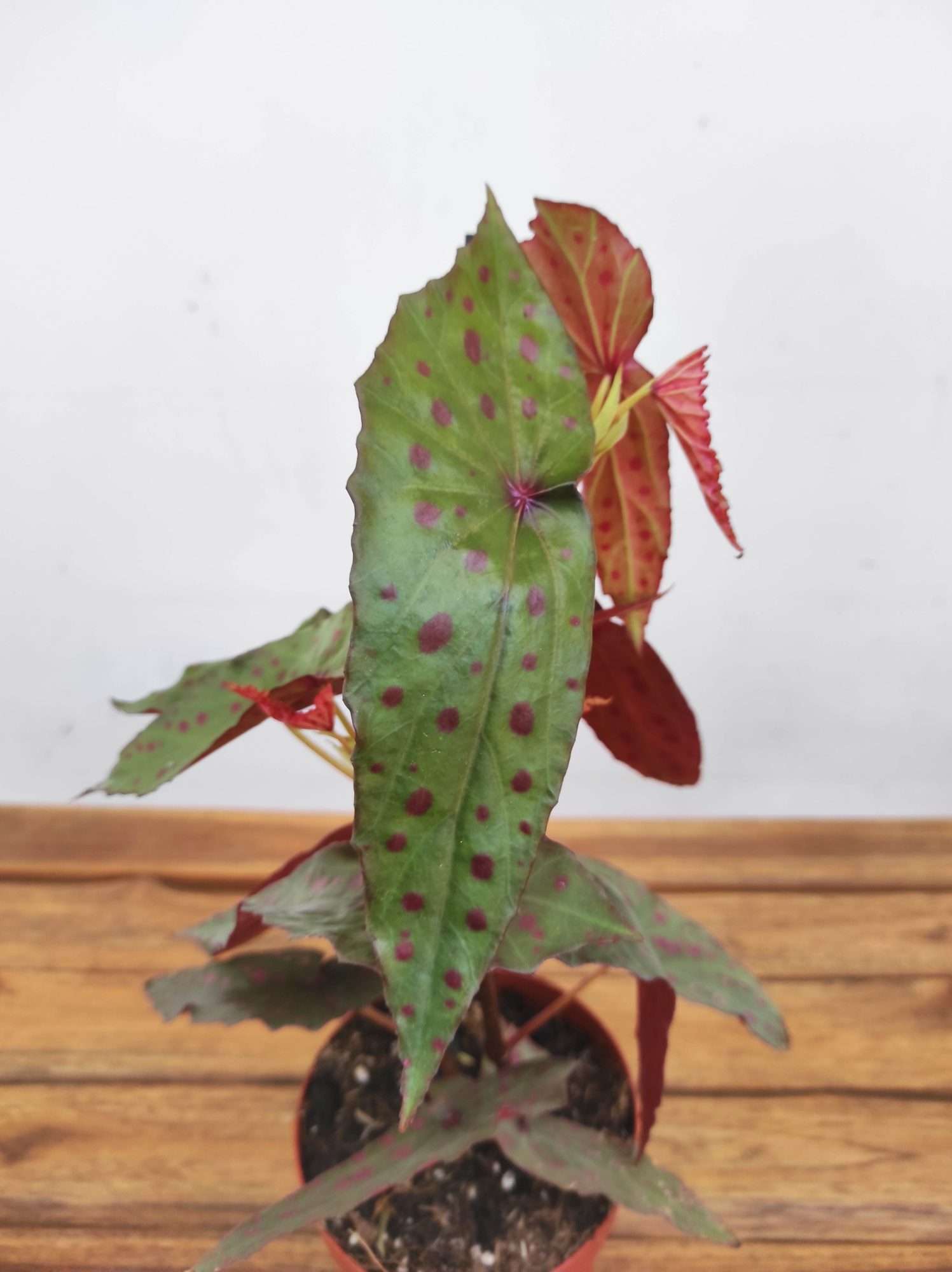 Begonia Amphioxus X Malachostica
