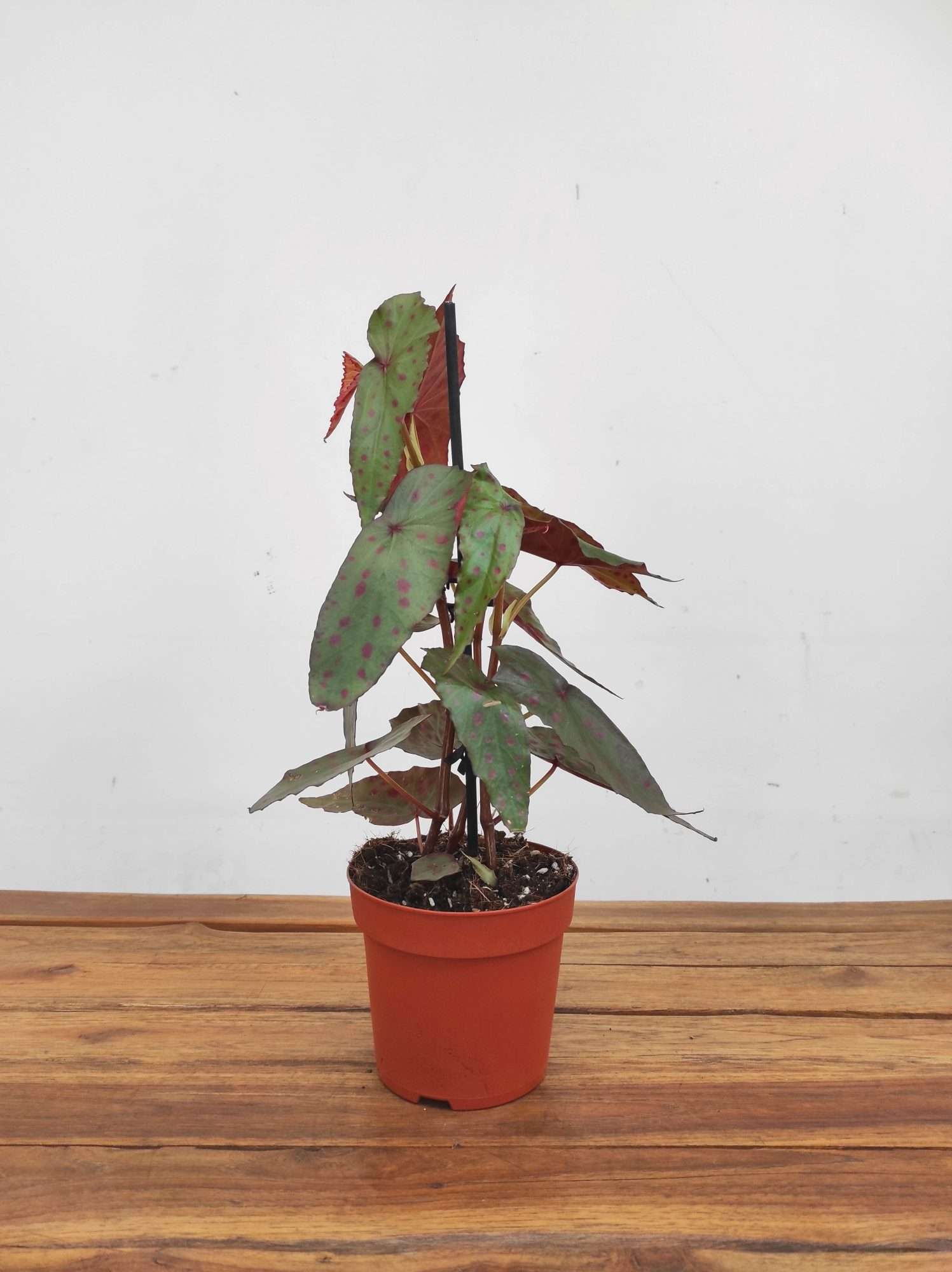 Begonia Amphioxus X Malachostica - Image 2