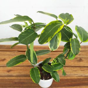 Stephanotis Floribunda Alpine Varigata