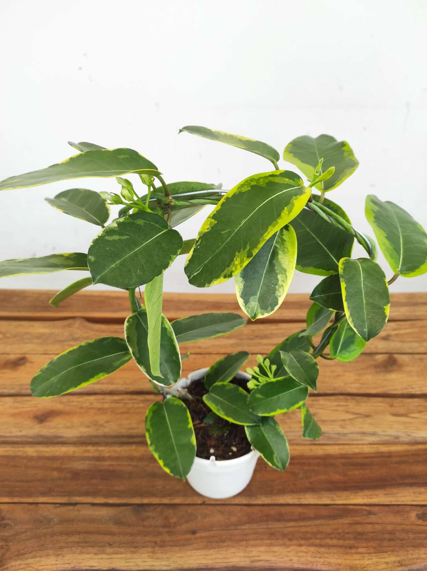 Stephanotis Floribunda Alpine Varigata
