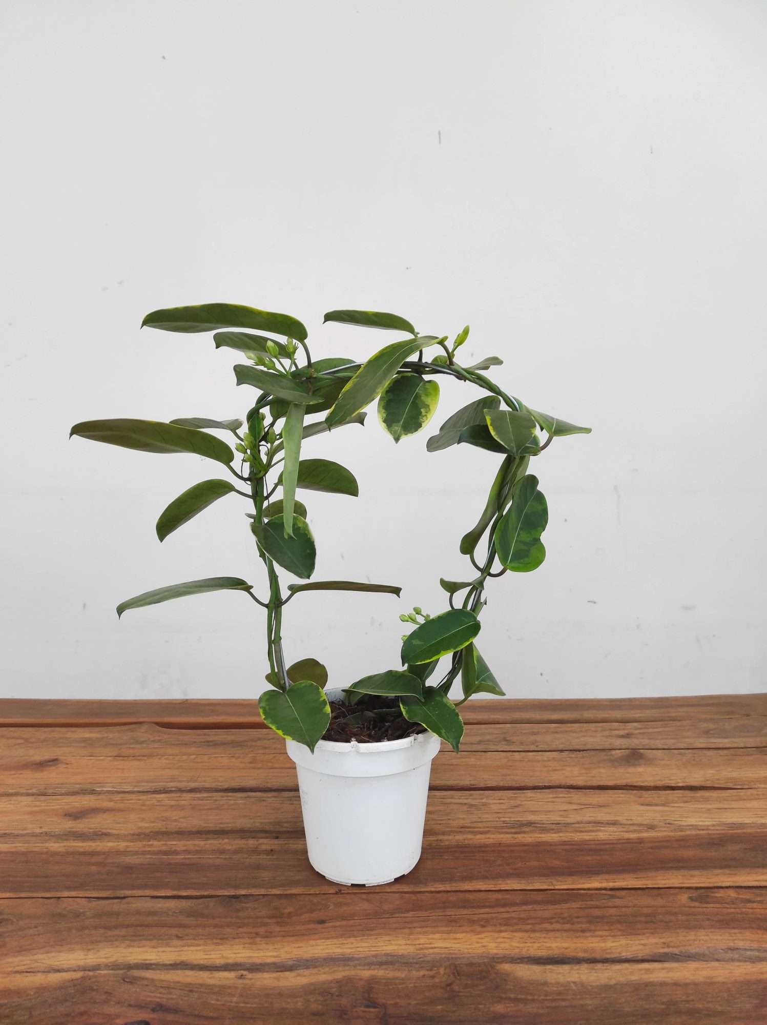 Stephanotis Floribunda Alpine Varigata - Image 2