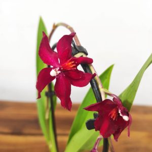 Brassia V.9