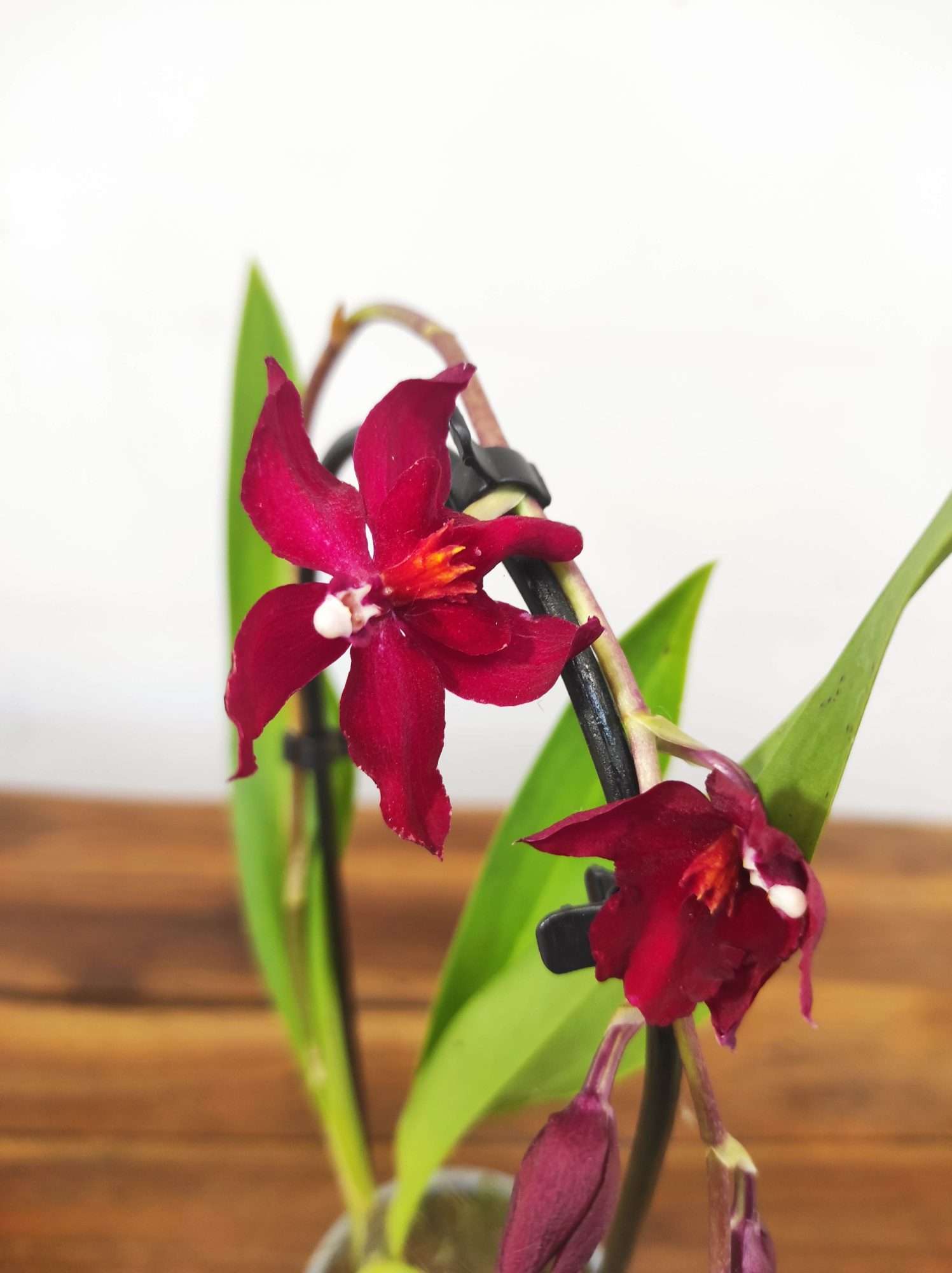 Brassia V.9
