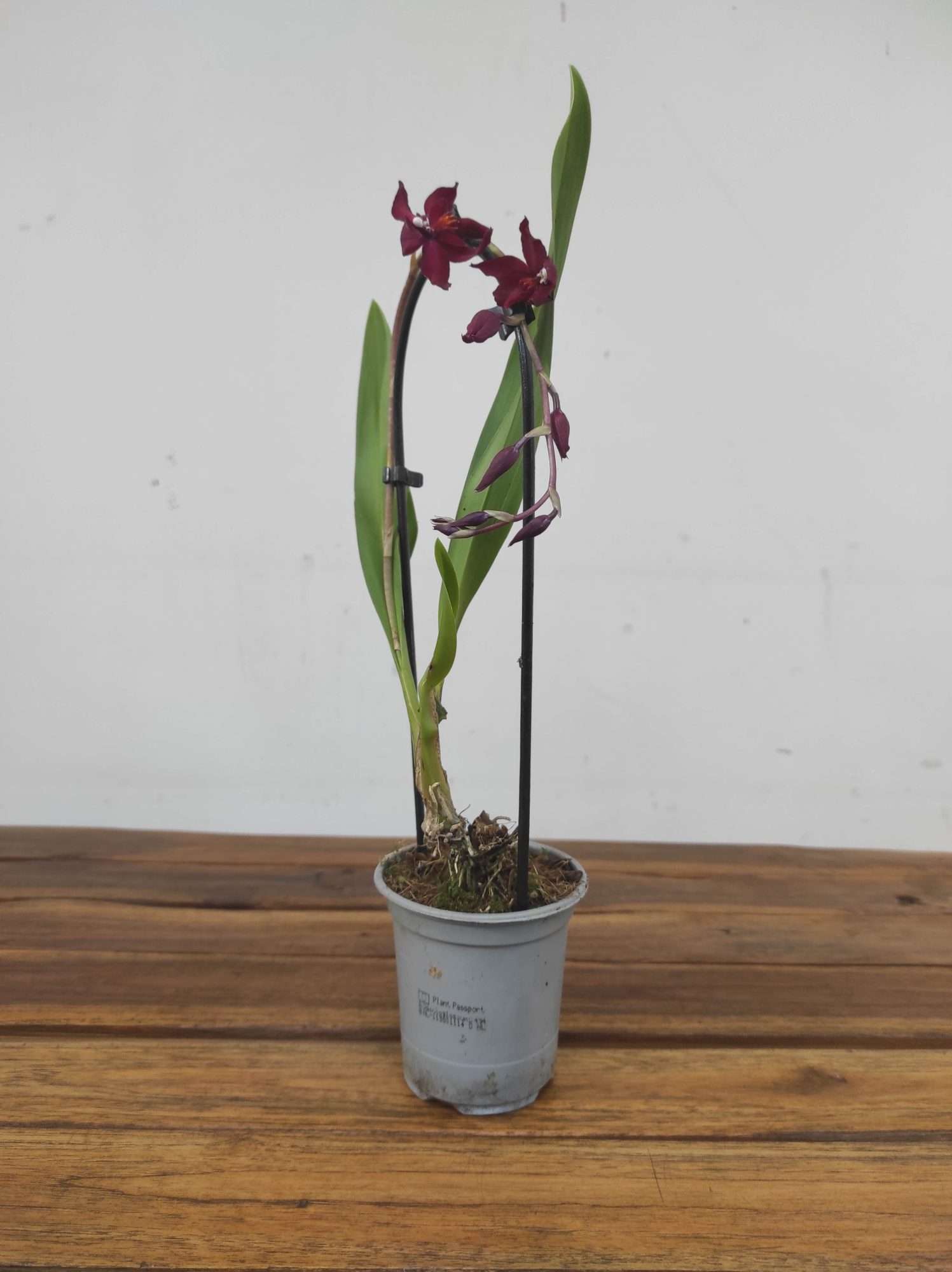 Brassia V.9 - Image 2