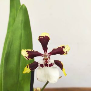 Brassia V.9