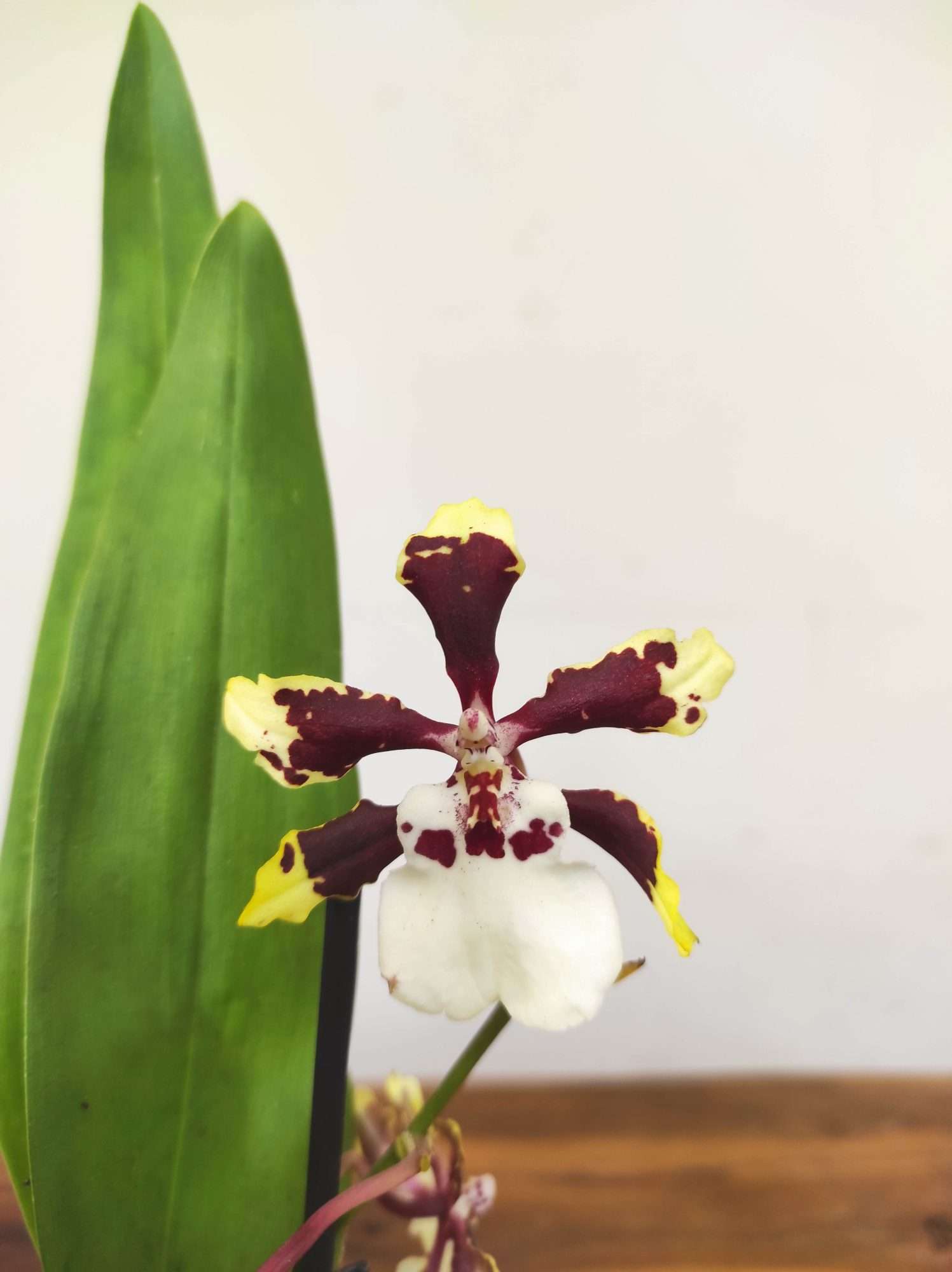 Brassia V.9