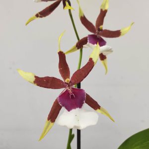 Brassia V.9