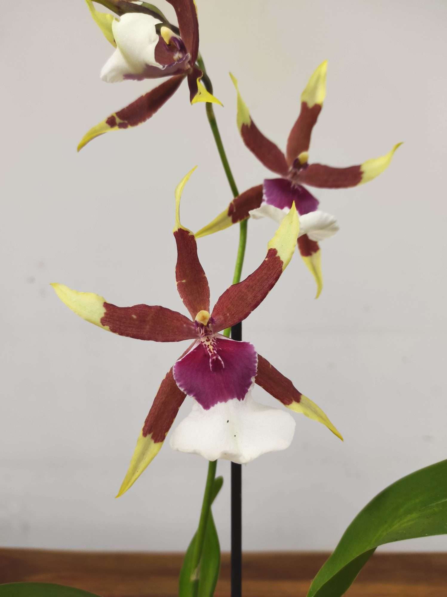Brassia V.9