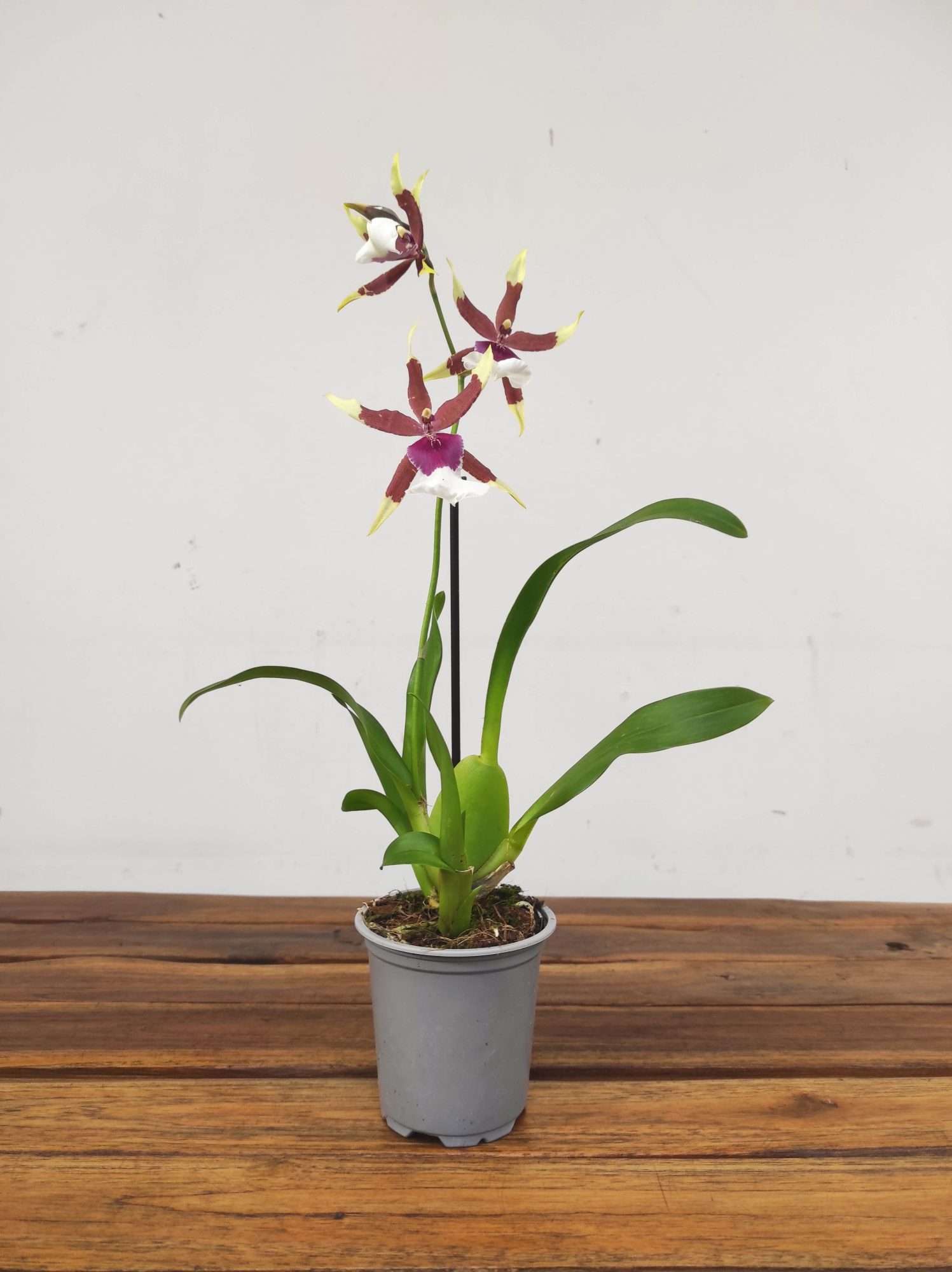 Brassia V.9 - Image 2