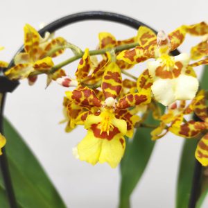 Brassia V.9