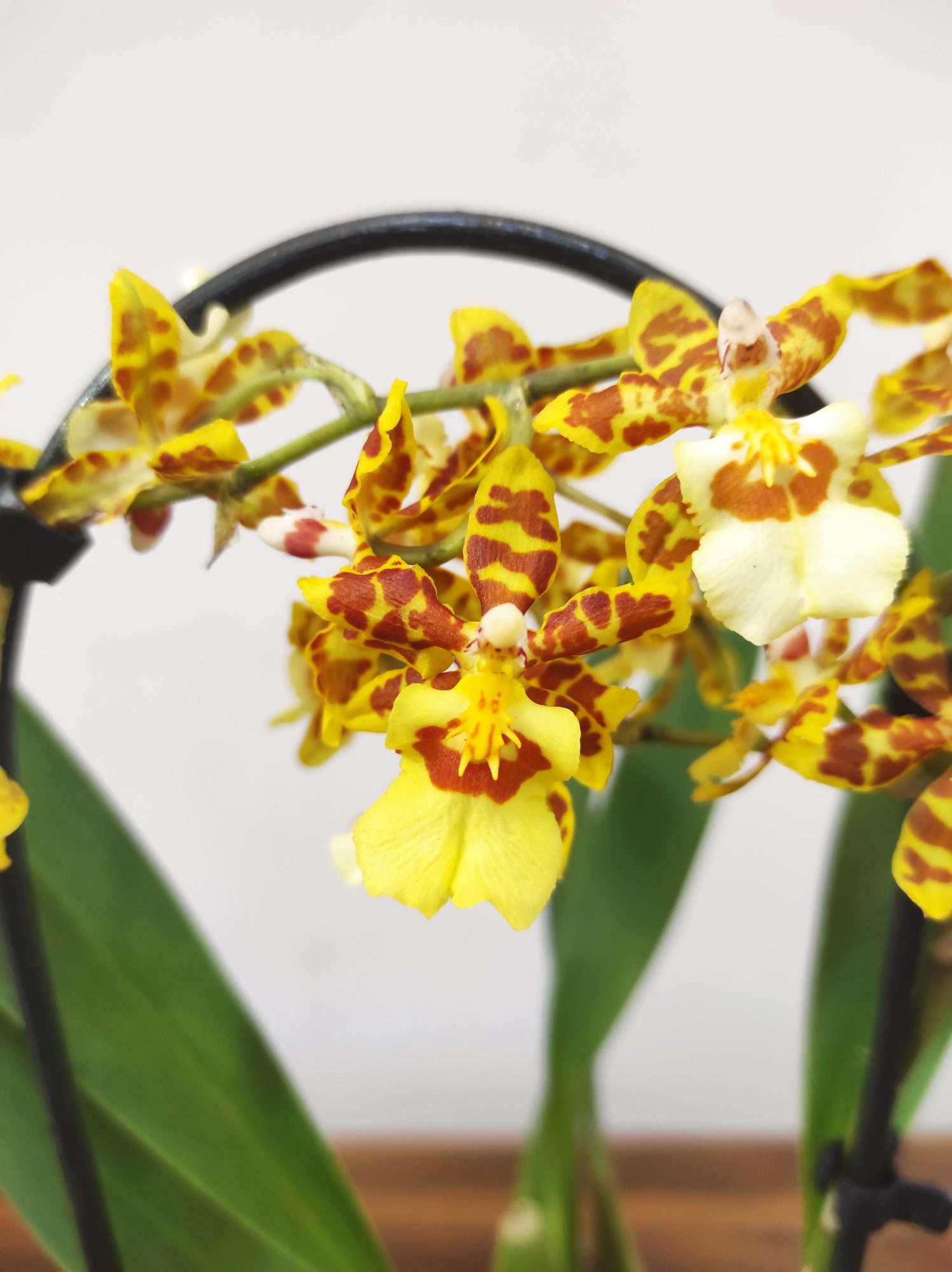 Brassia V.9