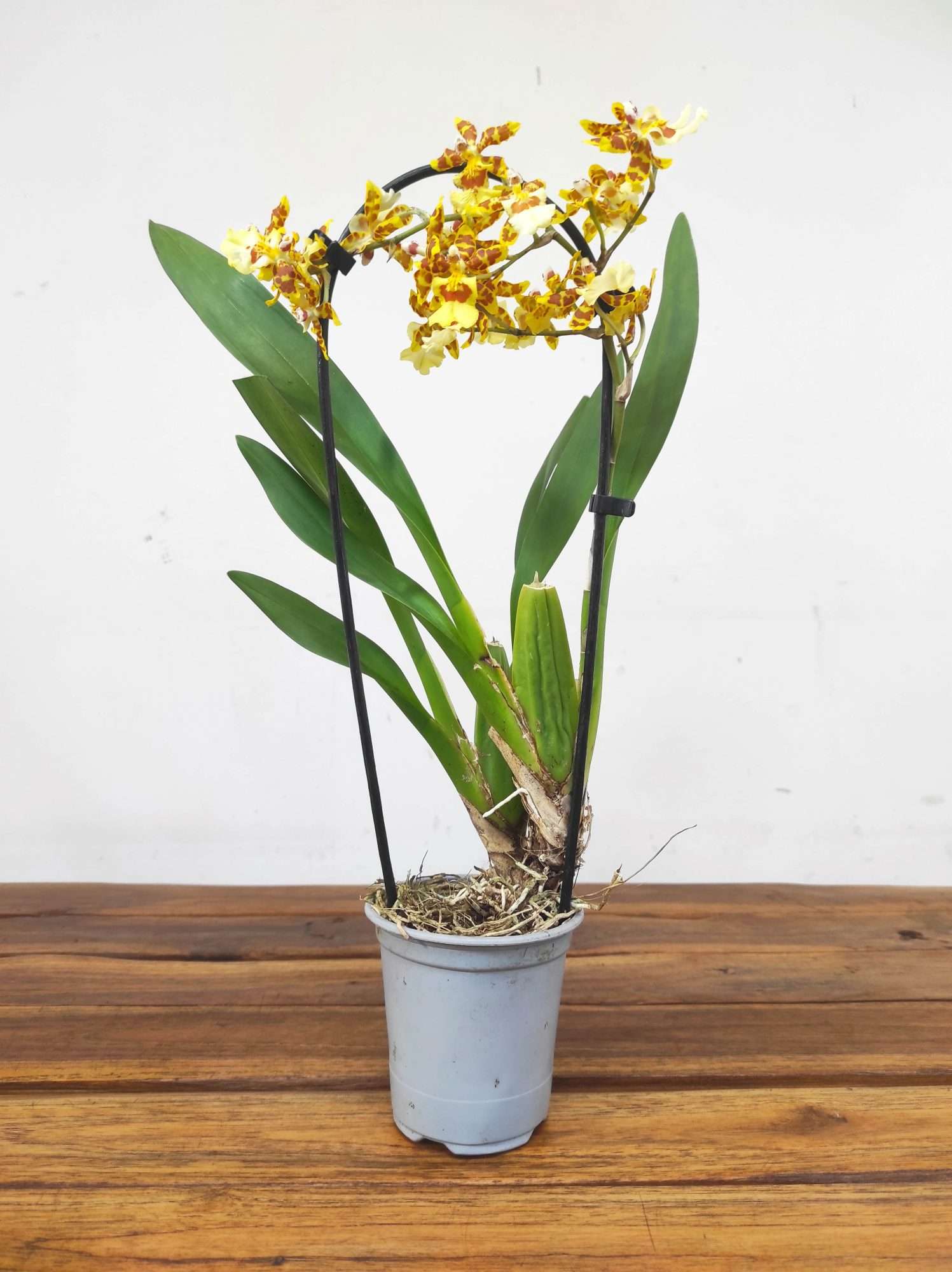 Brassia V.9 - Image 2