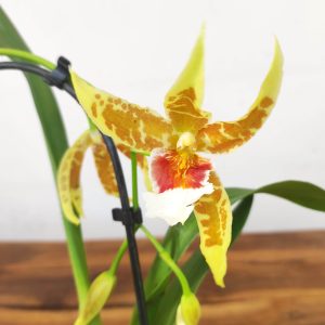 Brassia V.9