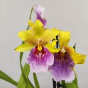 Brassia V.9