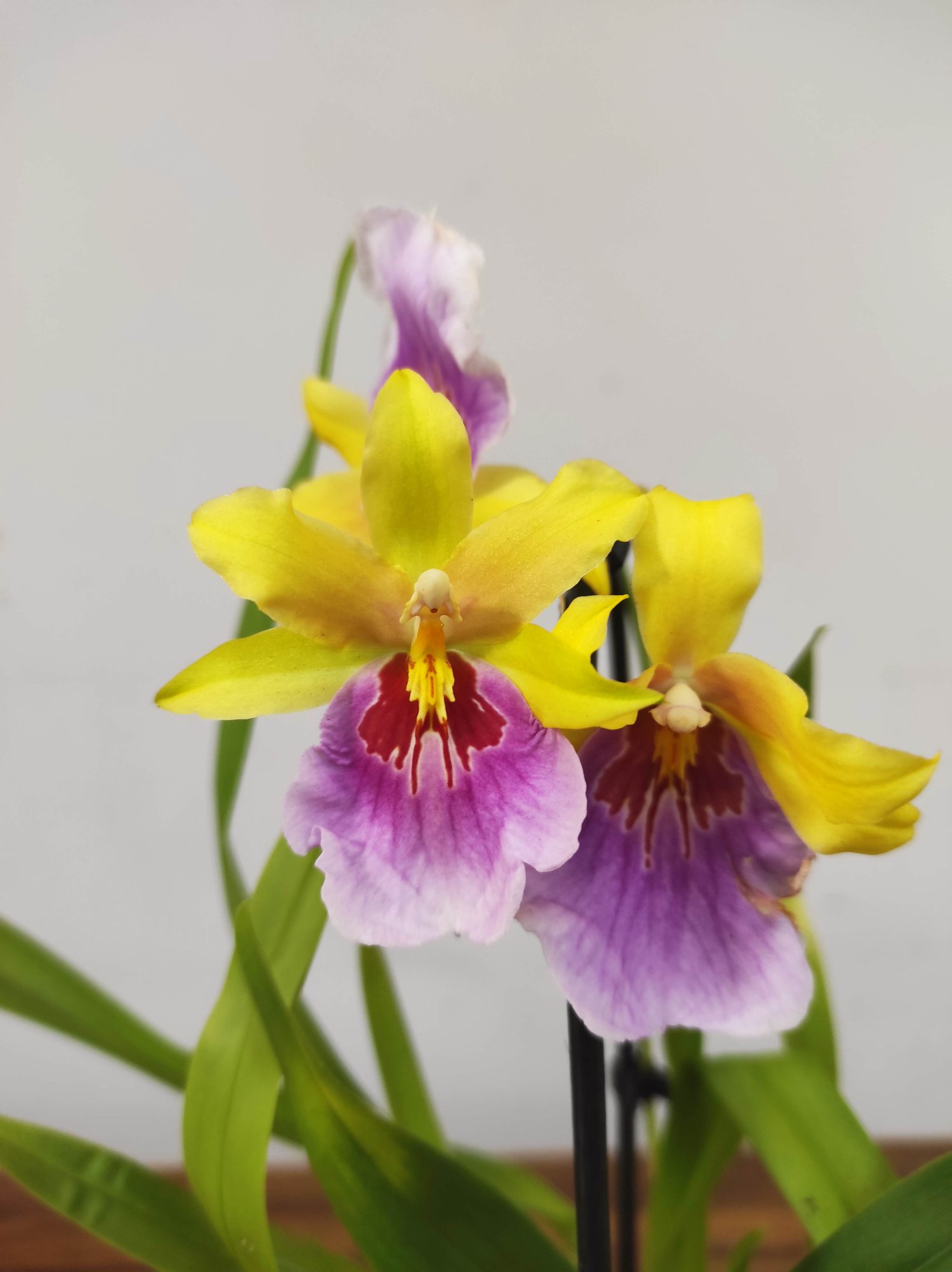Brassia V.9