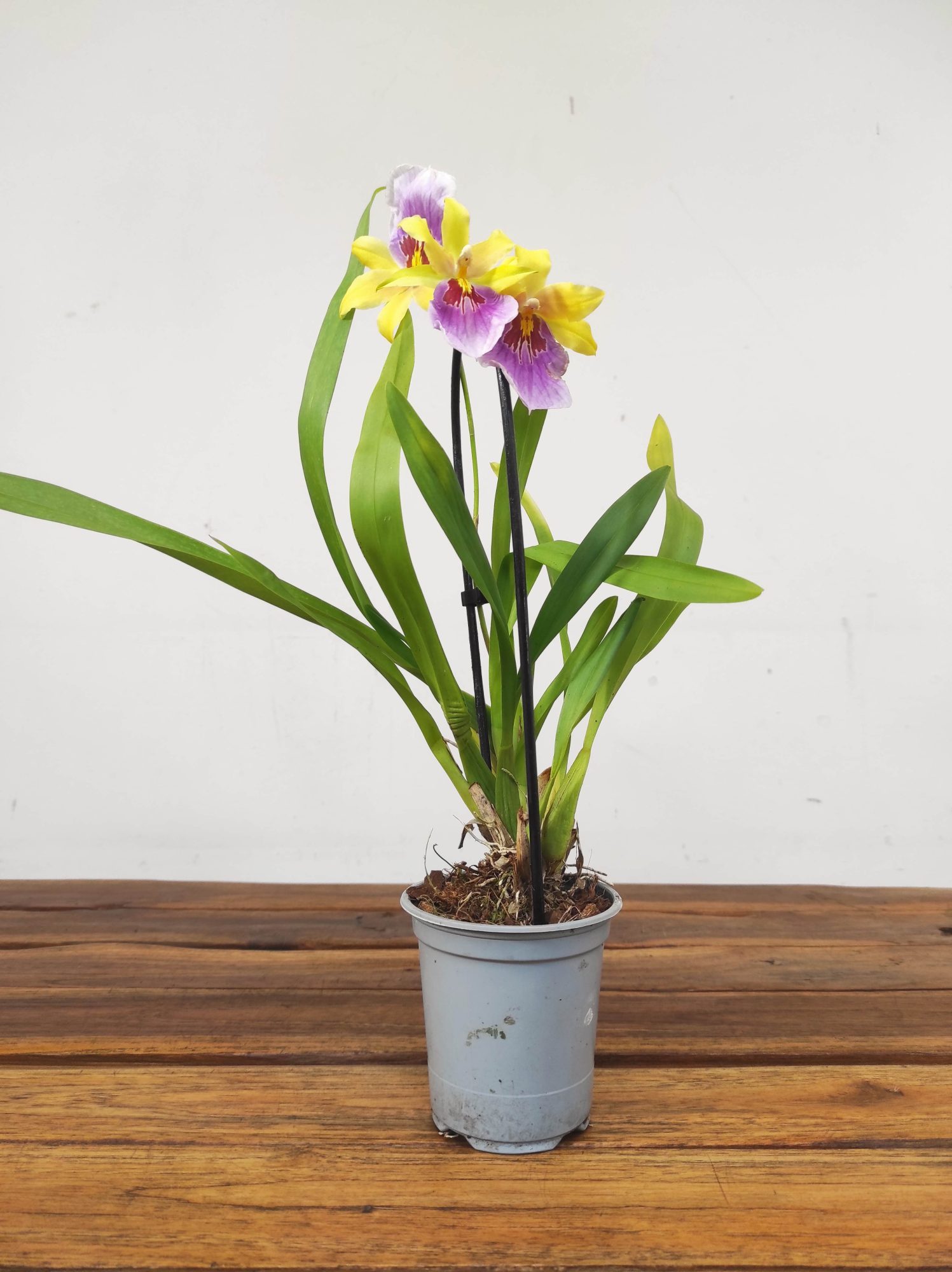 Brassia V.9 - Image 2