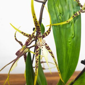 Brassia V.9