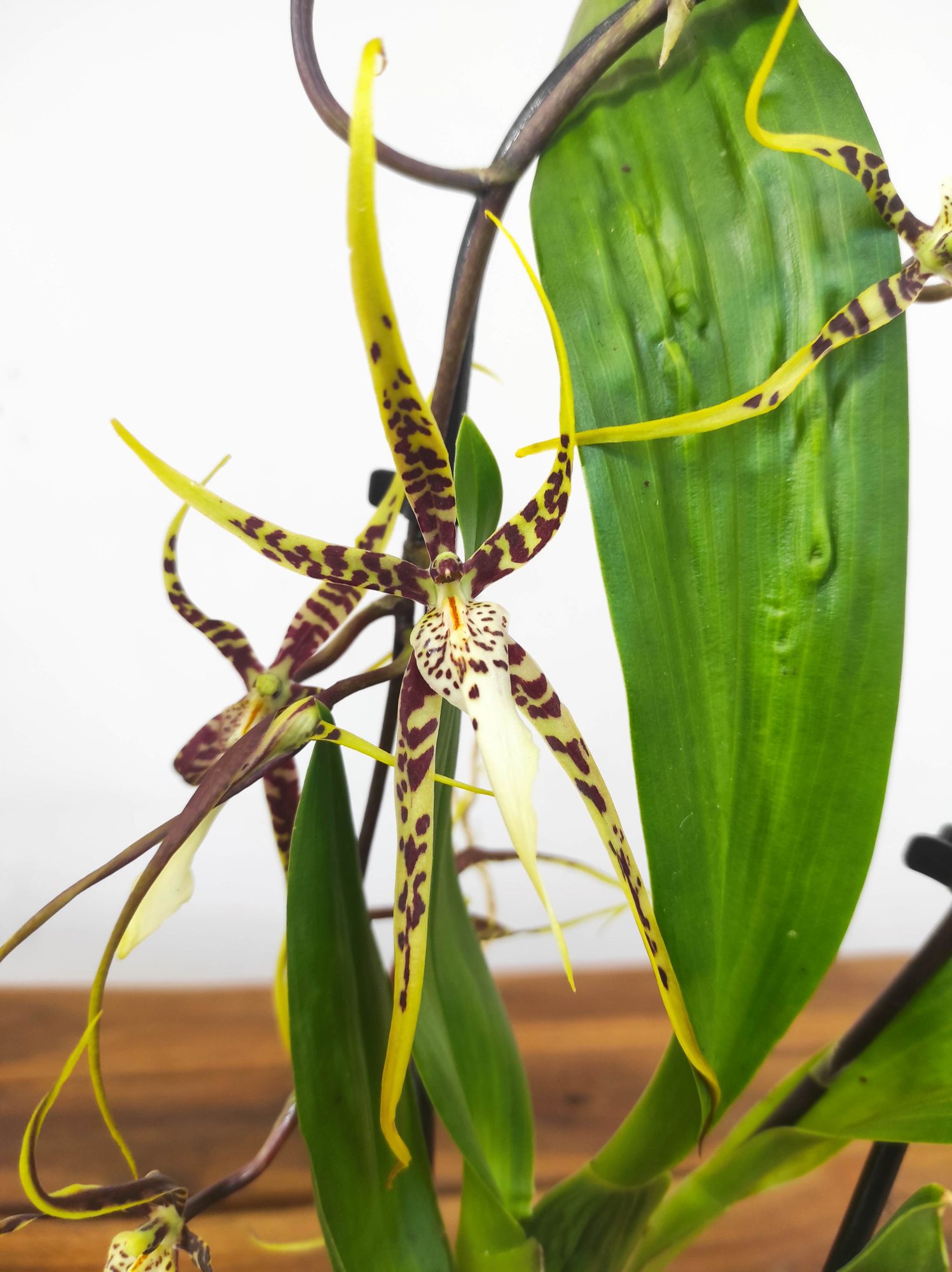 Brassia V.9