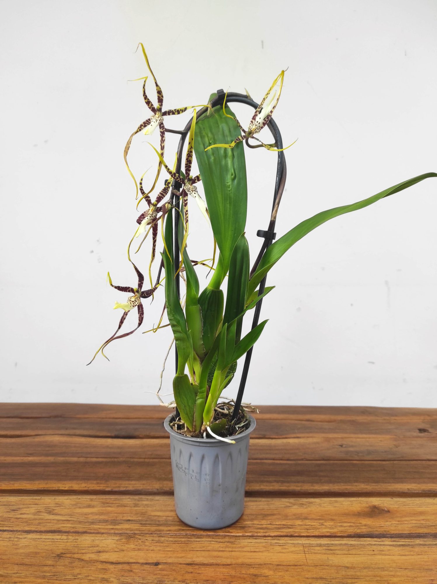 Brassia V.9 - Image 2