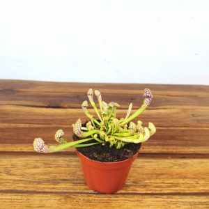 Sarracenia - V.8