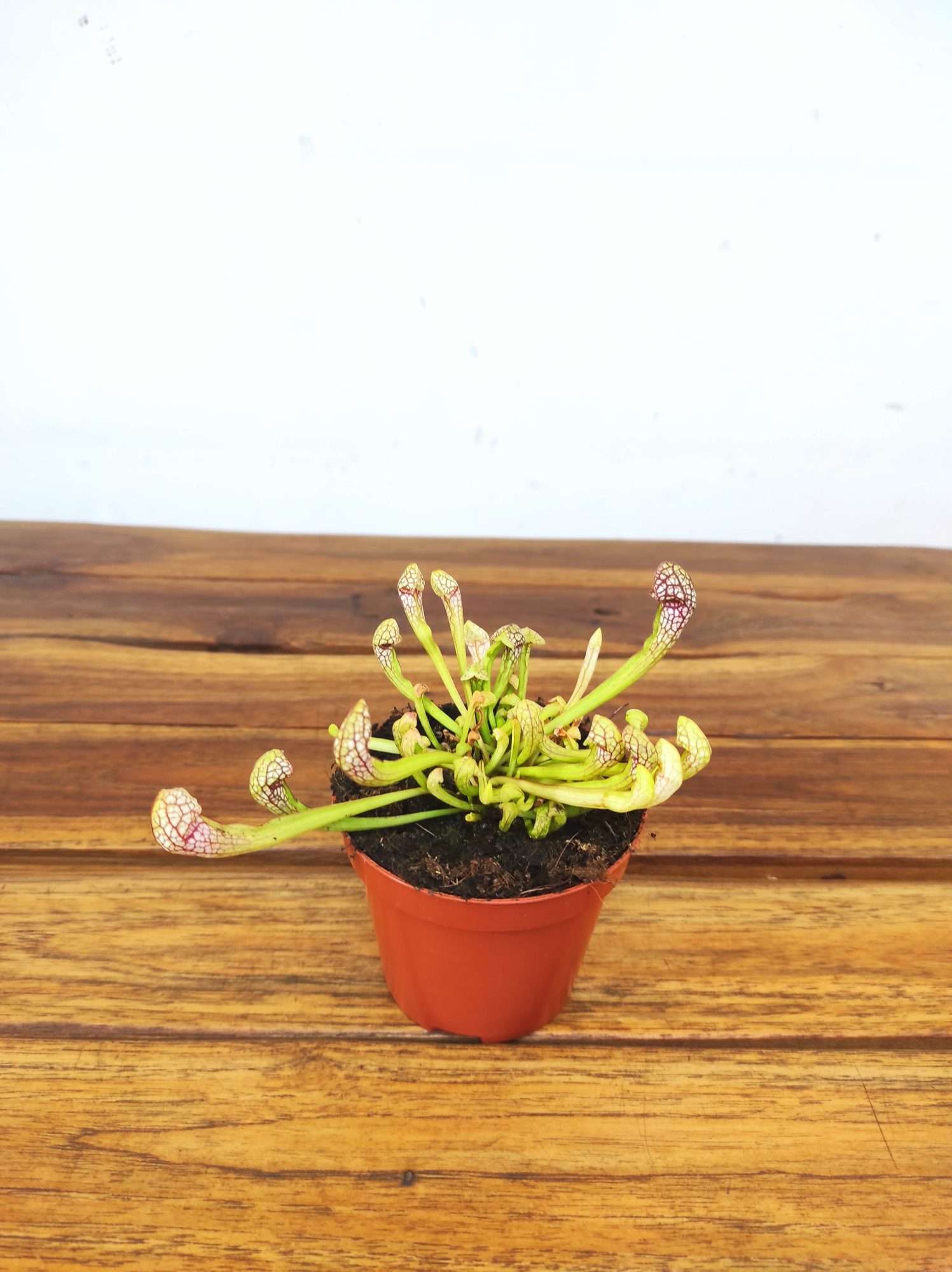 Sarracenia - V.8