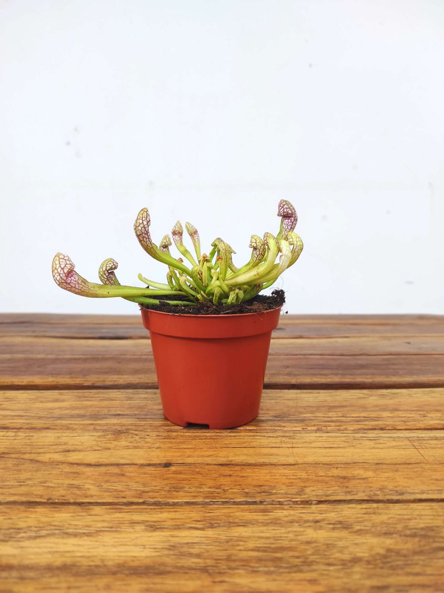 Sarracenia - V.8 - Image 2