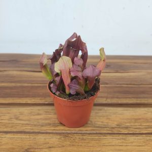 Sarracenia - V.8