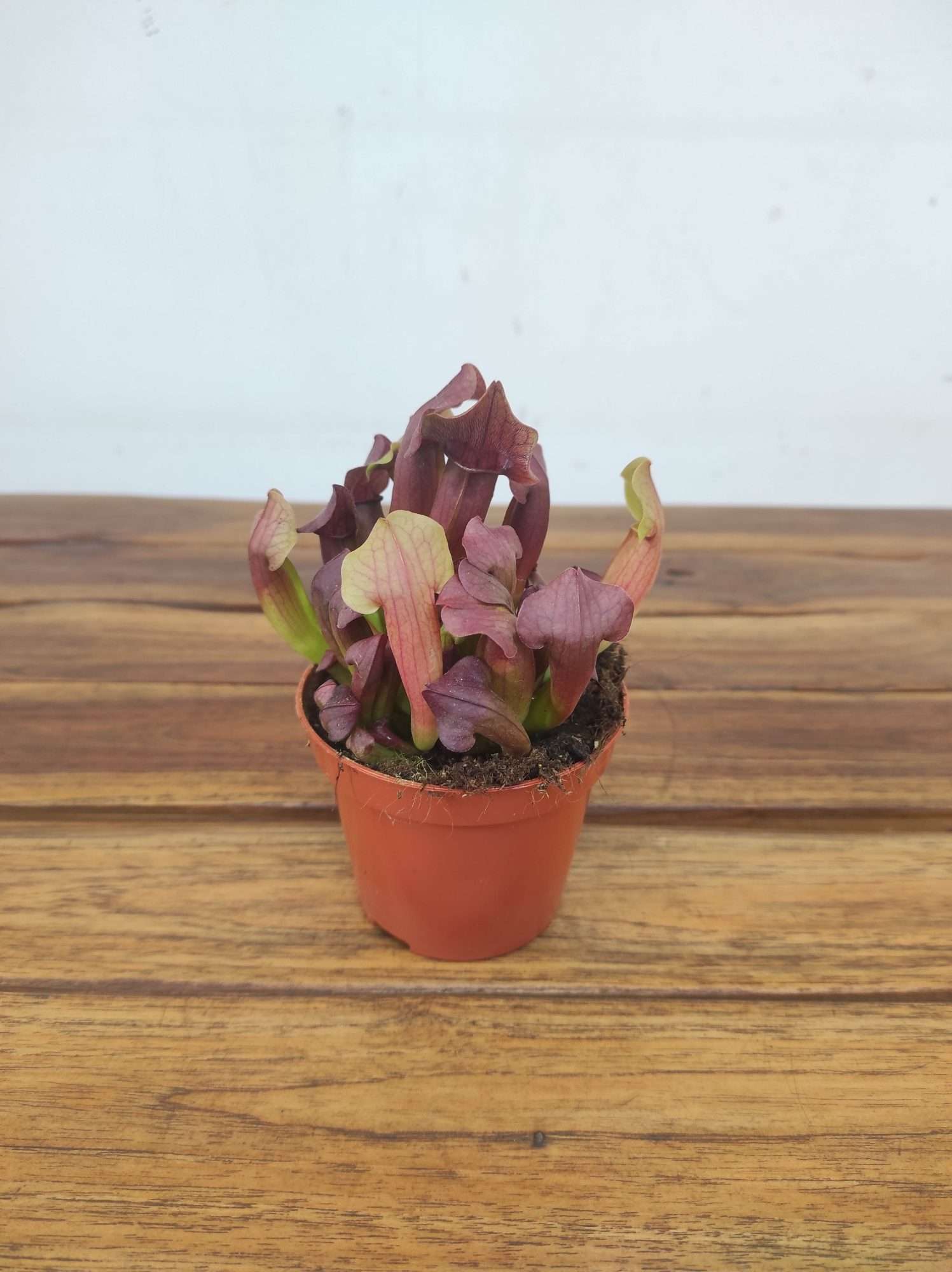Sarracenia - V.8