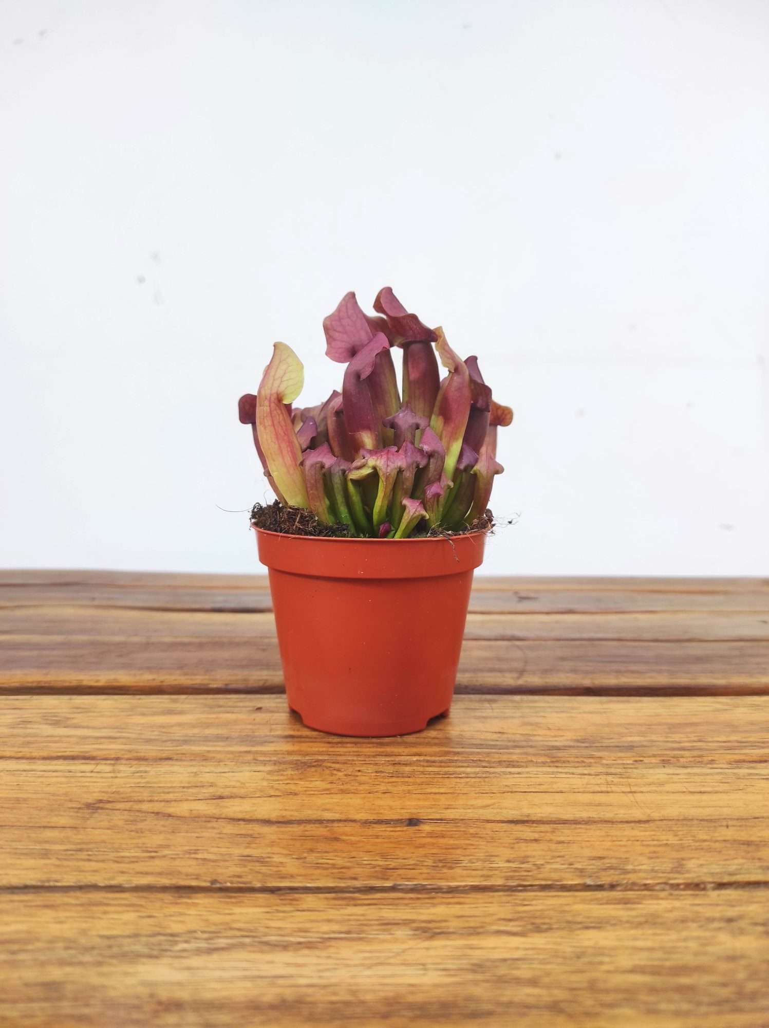 Sarracenia - V.8 - Image 2