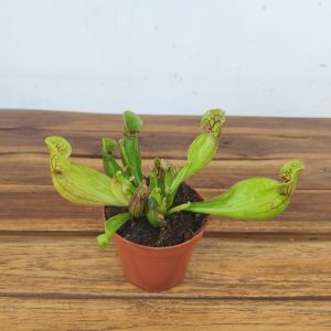 Sarracenia - V.8