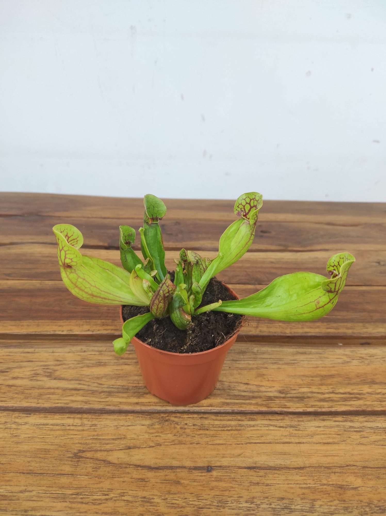 Sarracenia - V.8