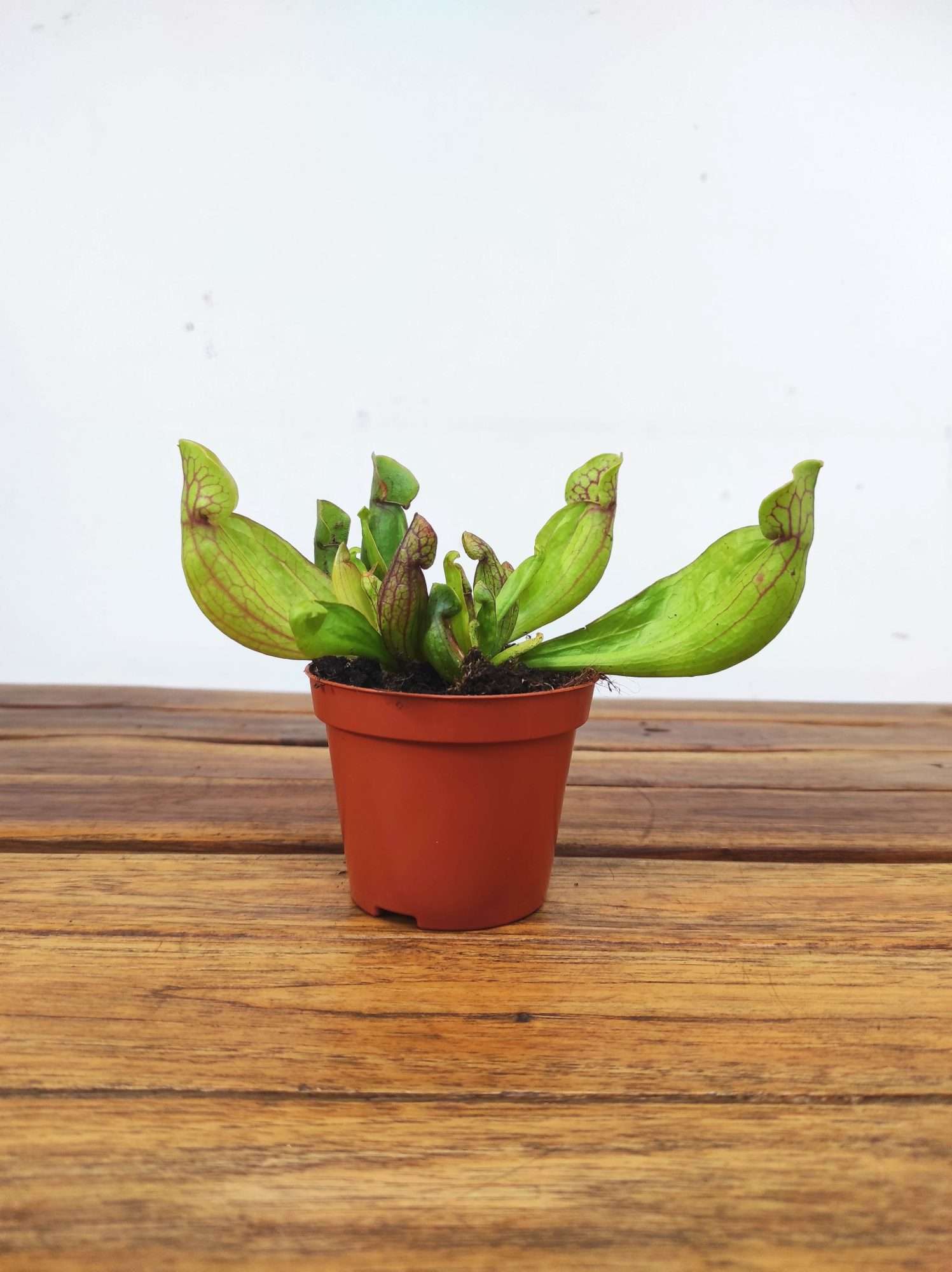 Sarracenia - V.8 - Image 2