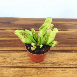 Sarracenia - V.8