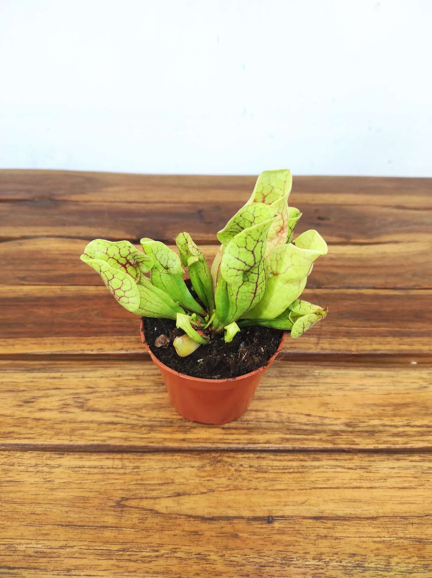 Sarracenia - V.8