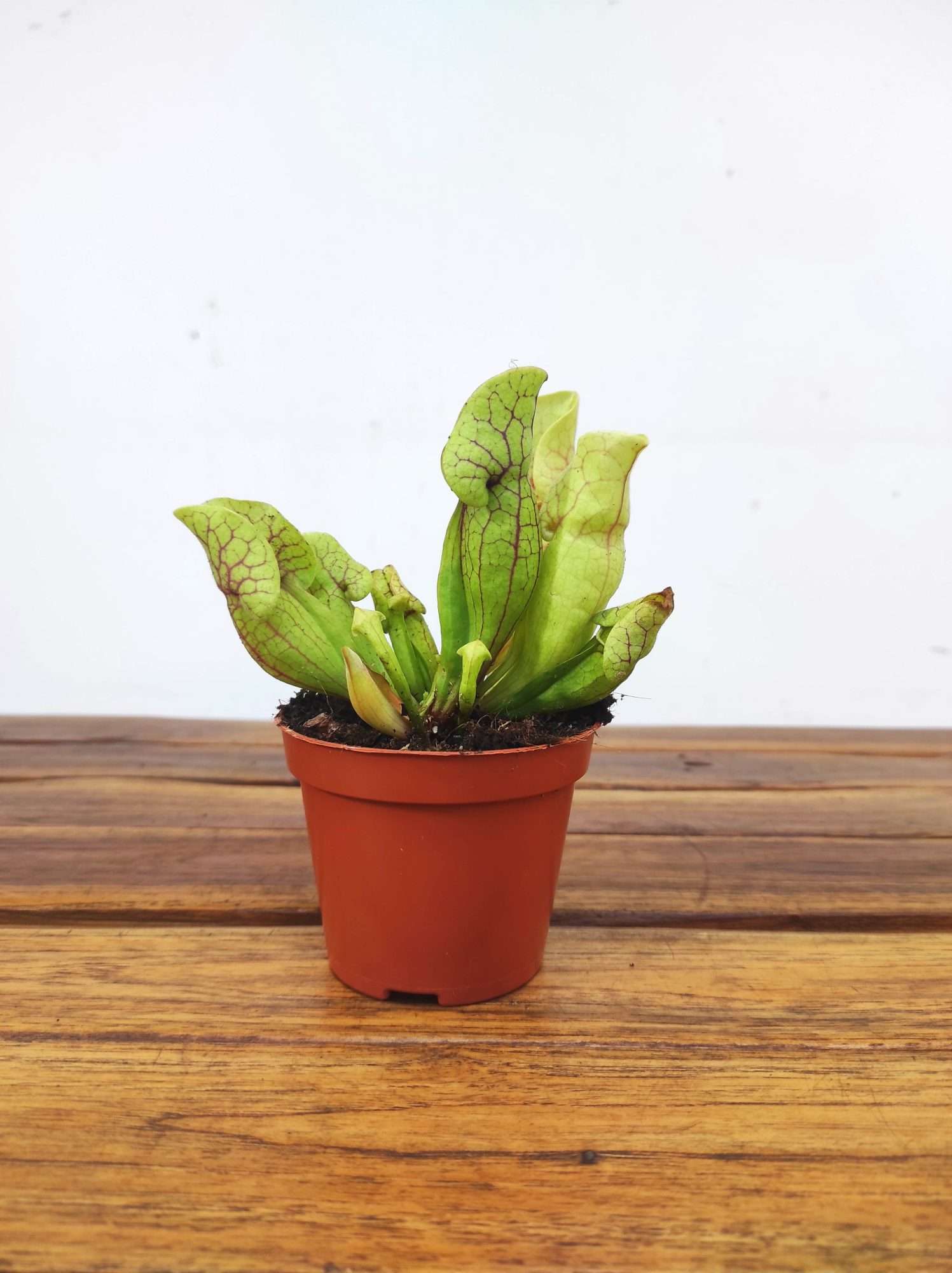 Sarracenia - V.8 - Image 2