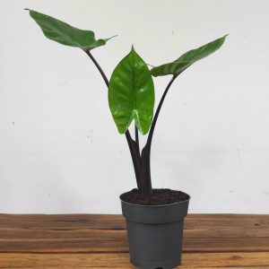 Alocasia Black Cobra