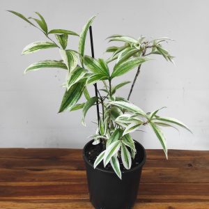 Dracaena Variegata - V.17