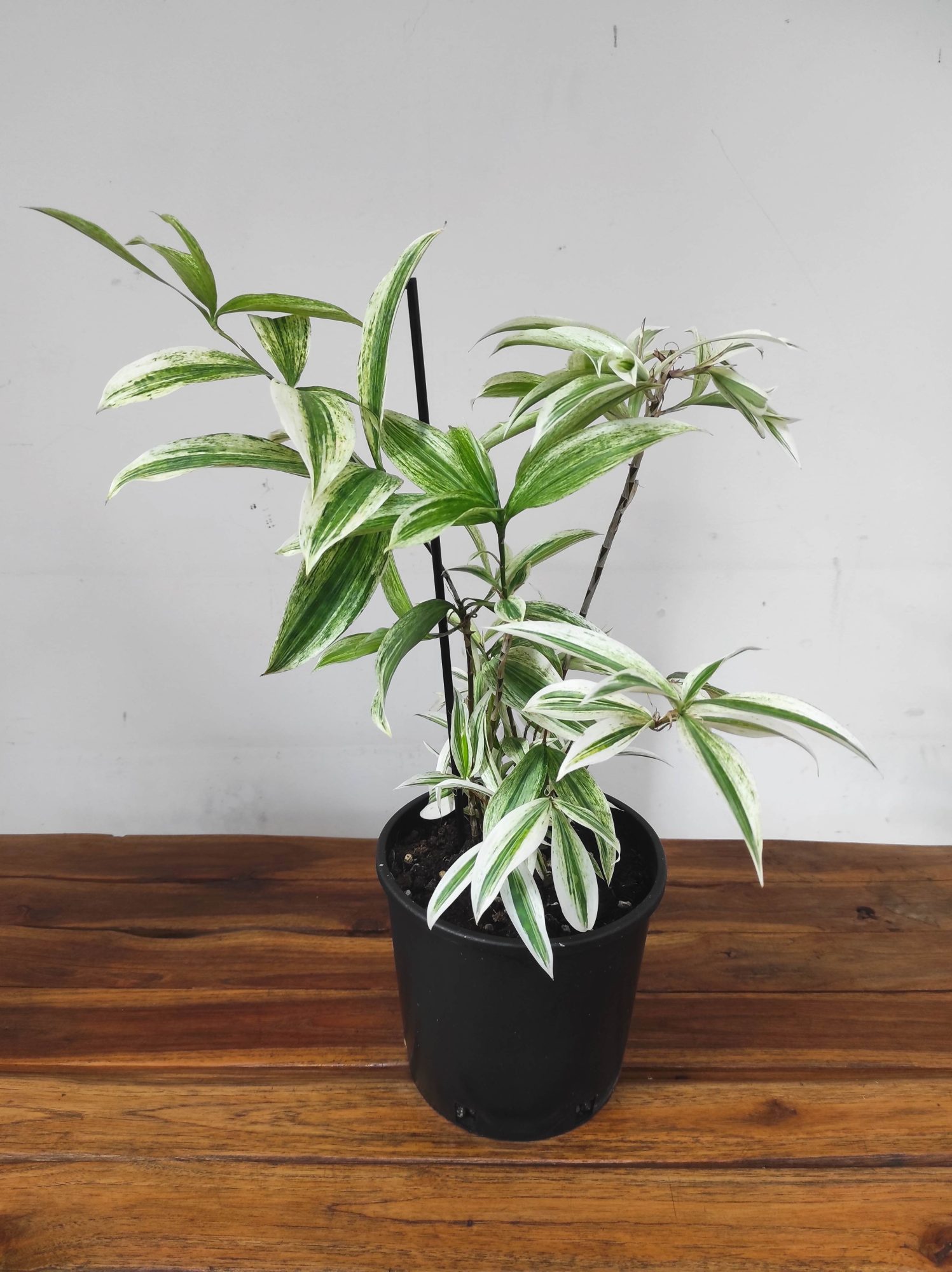 Dracaena Variegata - V.17