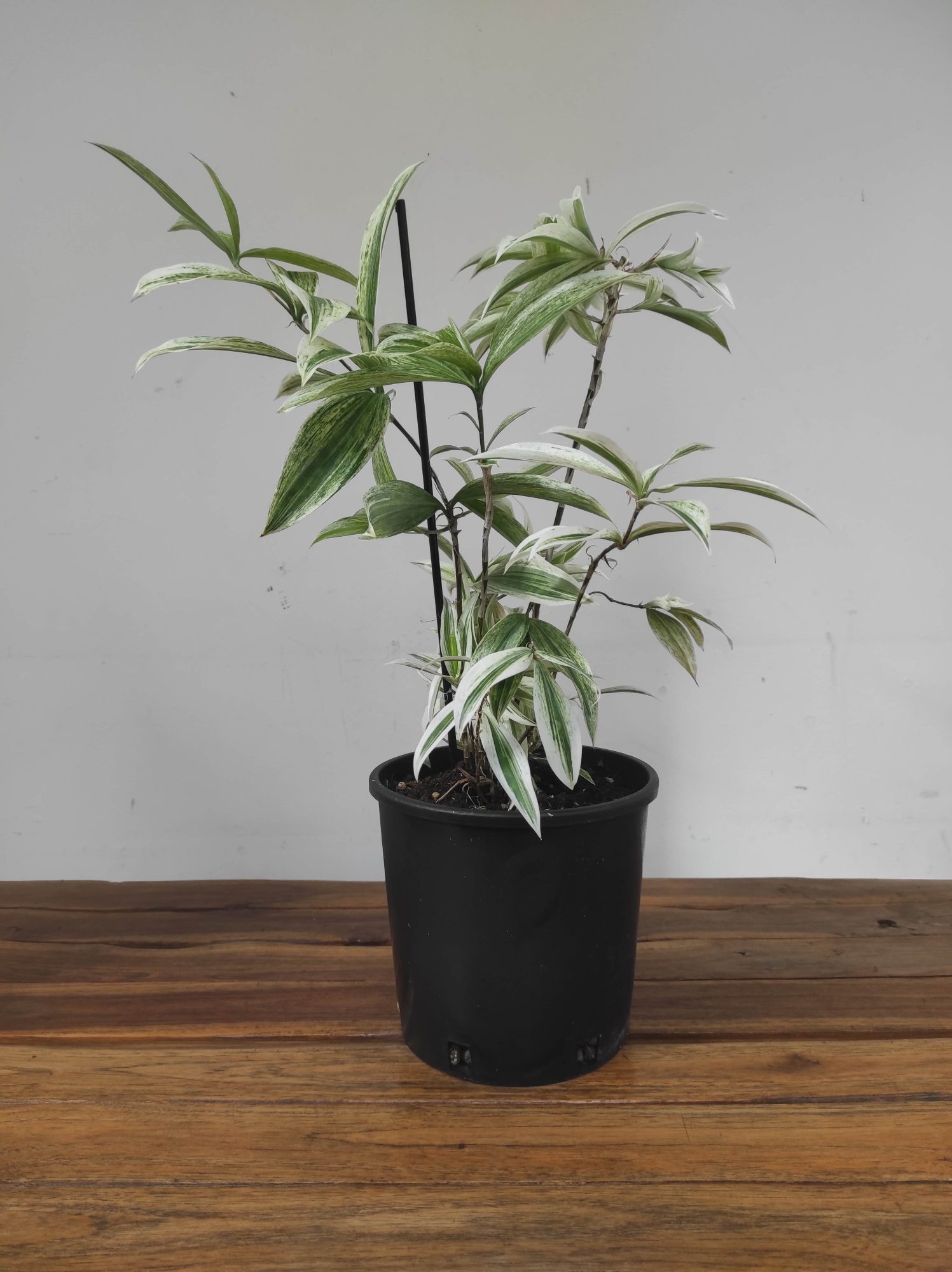 Dracaena Variegata - V.17 - Image 2