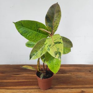 Ficus Elastica Schivereana
