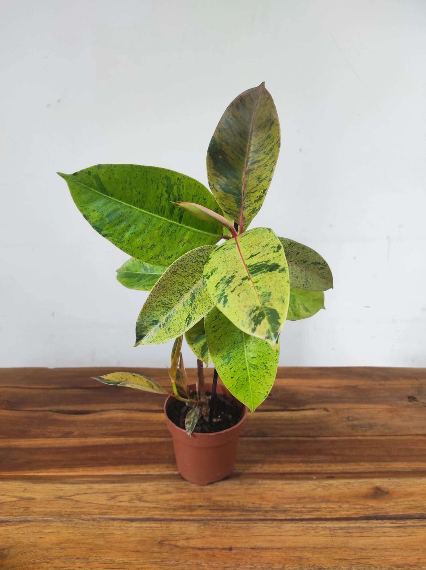 Ficus Elastica Schivereana