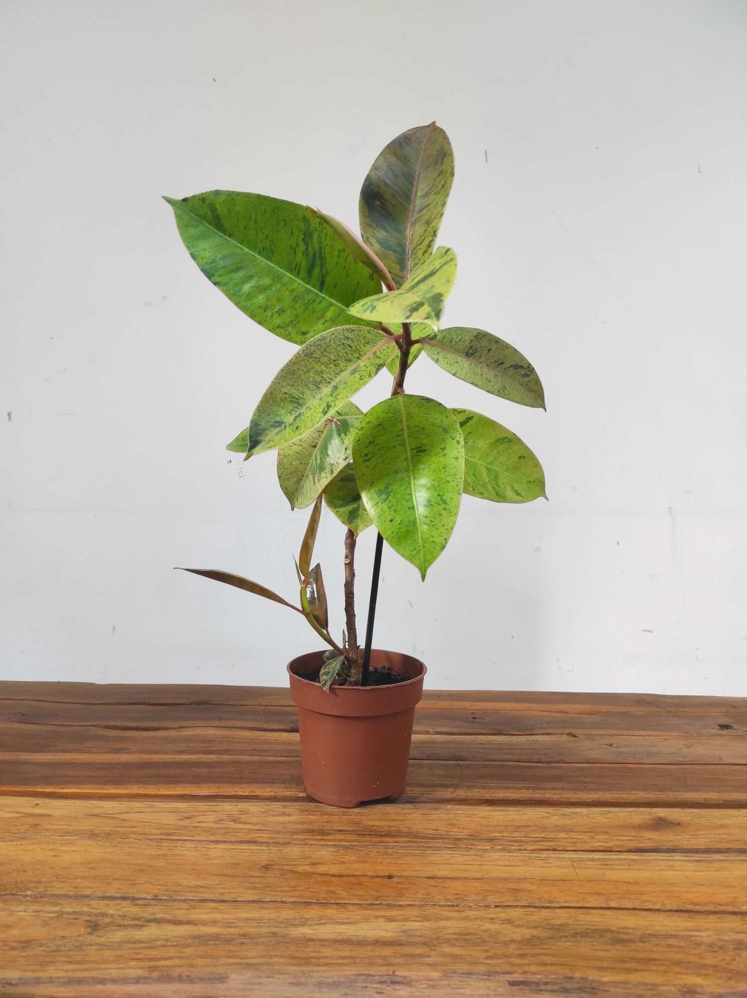 Ficus Elastica Schivereana - Image 2