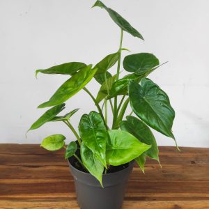 Alocasia Cucullata
