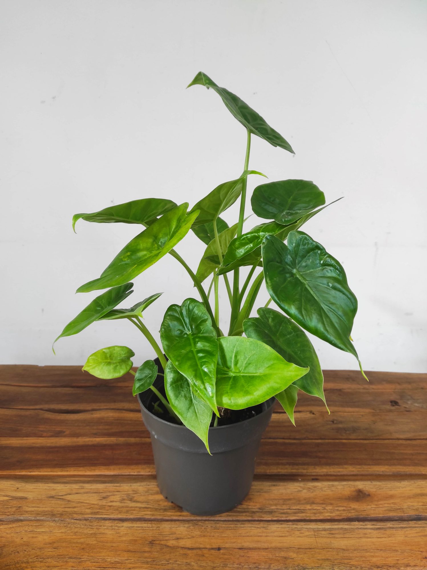 Alocasia Cucullata